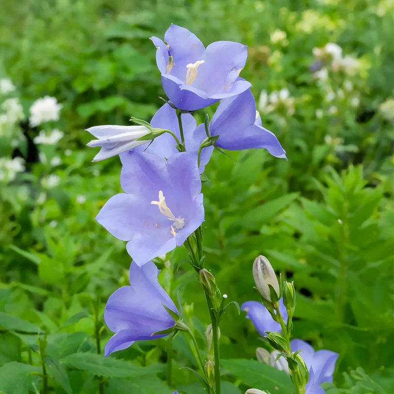 Pfirsichblättrige Glockenblume