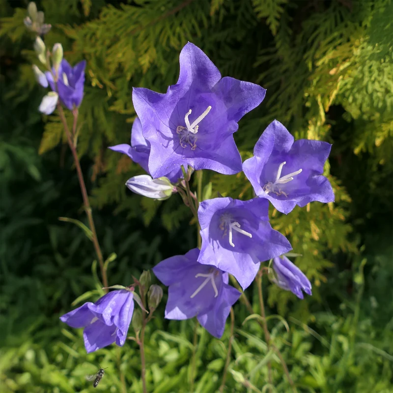 Pfirsichblättrige Glockenblume