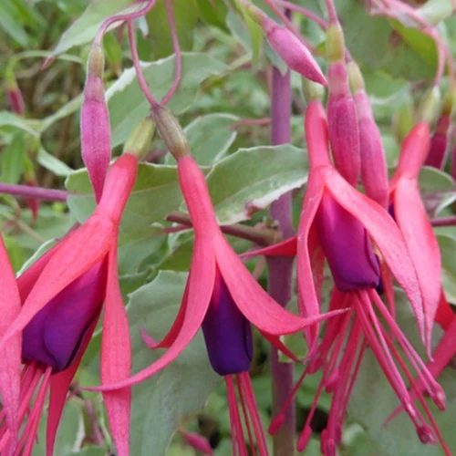 Magellansche Fuchsie Tricolor Panaschierte rustikale Fuchsie
