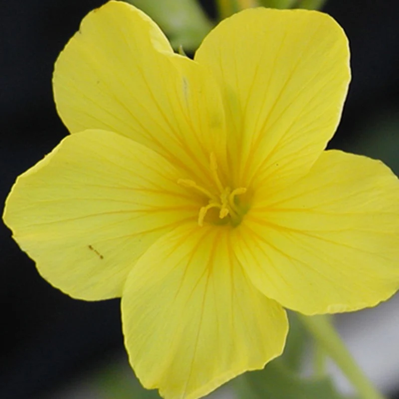Gelber Lein 'Compactum'