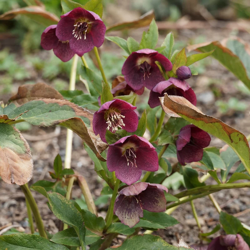 Lenzrose ‘Red Hybrids’