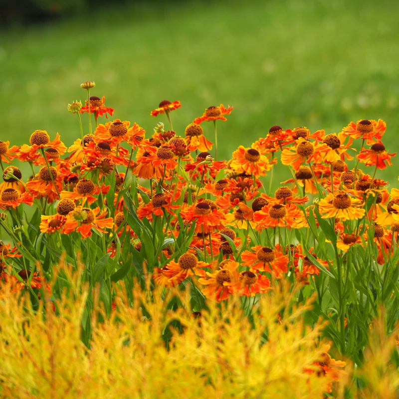 Sonnenbraut 'Waltraut'