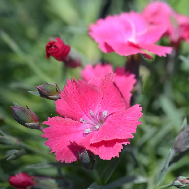 Steinnelke 'Badenia'