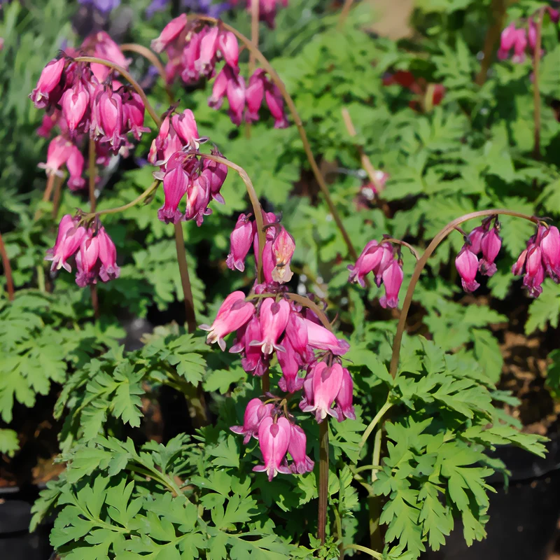 Zwergige Herzblume Luxuriant