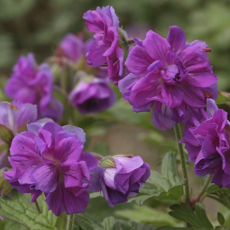 Himalaya-Geranie mit gefüllten Blüten