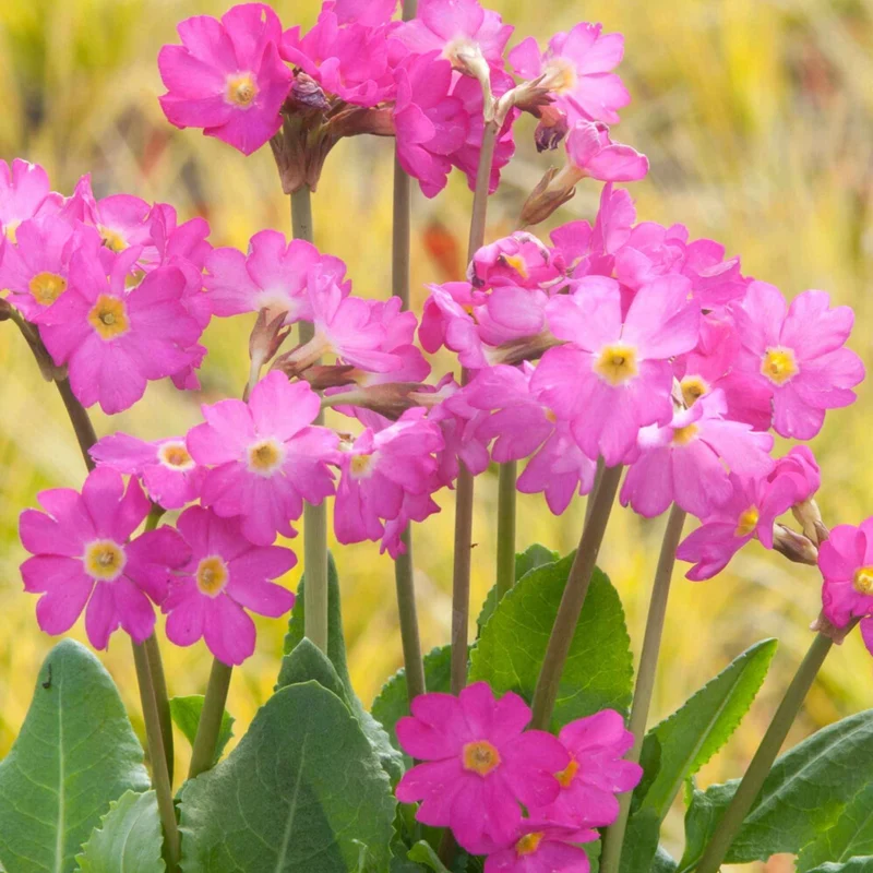 Rosen Schlüsselblume