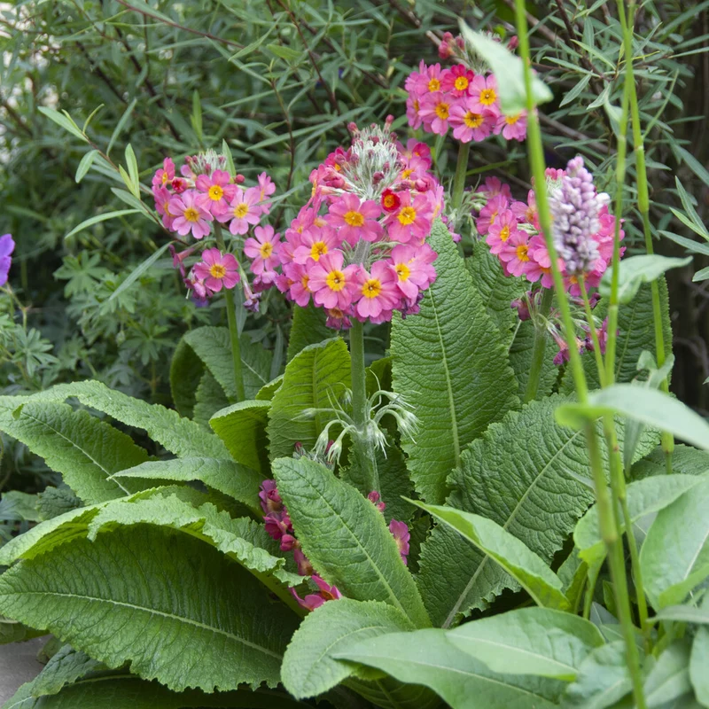 Rosen Schlüsselblume