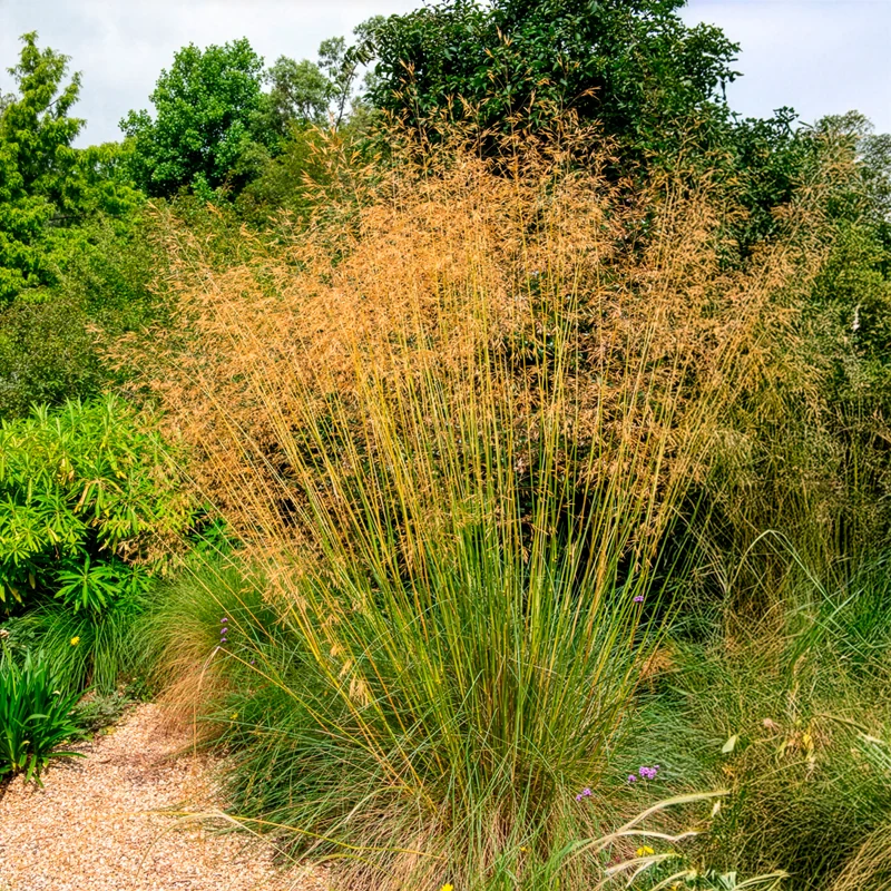 Riesen-Federgras (Stipa gigantea)