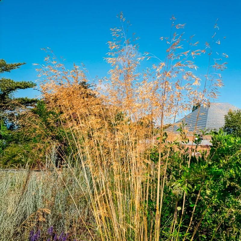 Riesen-Federgras (Stipa gigantea)
