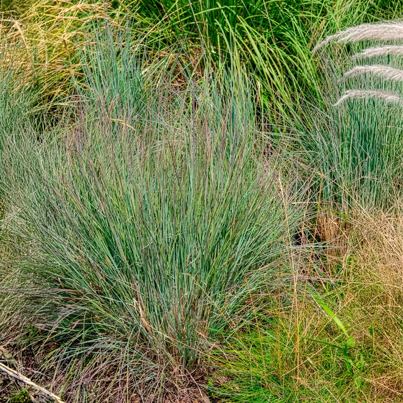 Präriegras (Schizachyrium)