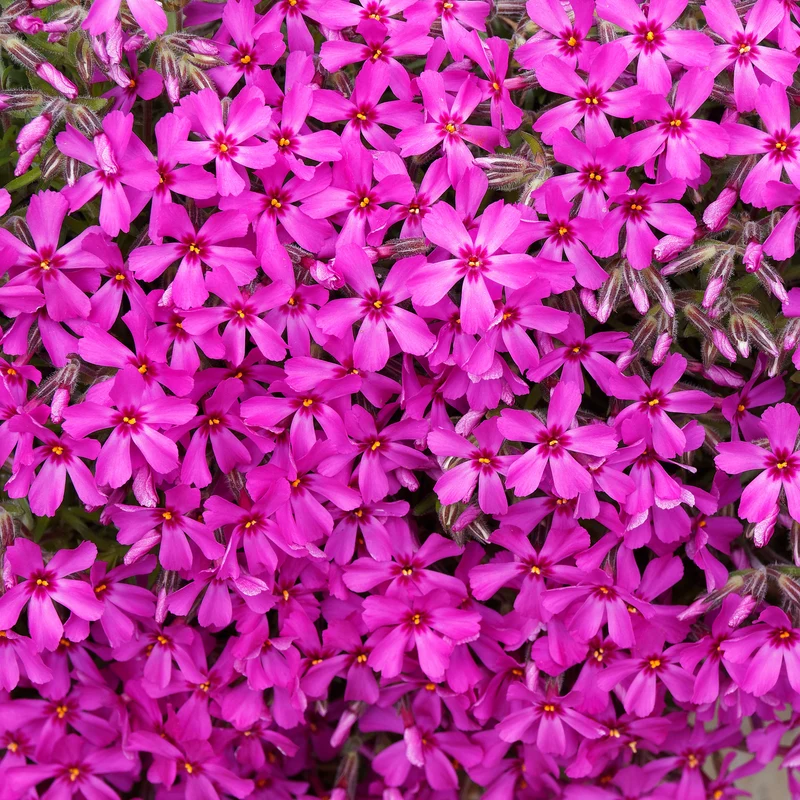 Teppich-Flammenblume Scarlet Flame
