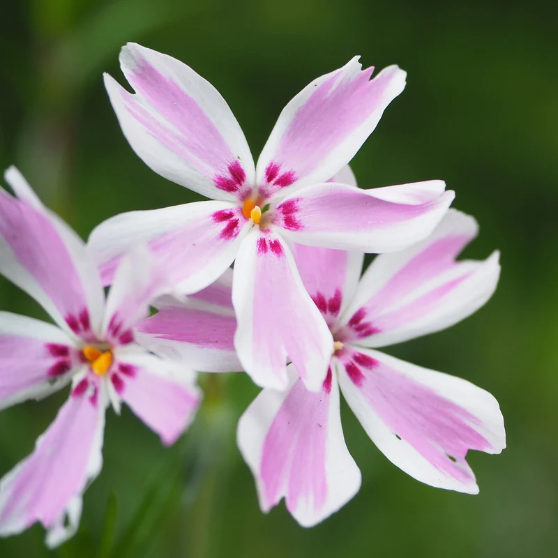Teppich-Flammenblume 'Candy Stripes'