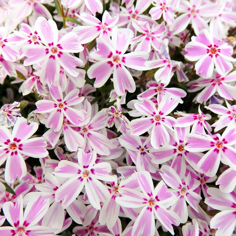 Teppich-Flammenblume 'Candy Stripes'