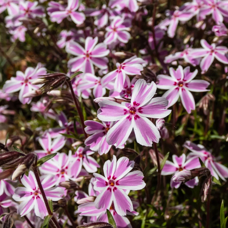Teppich-Flammenblume 'Candy Stripes'