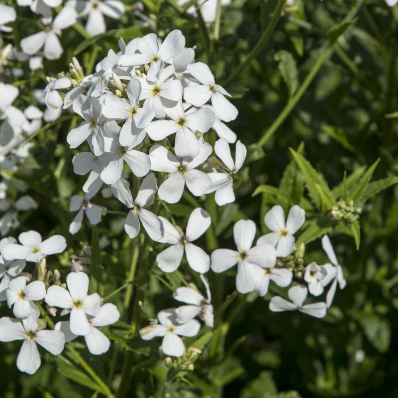 Nachtviole 'Alba'
