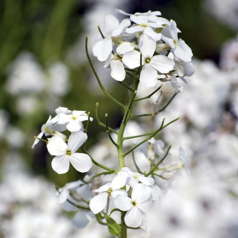 Nachtviole 'Alba'