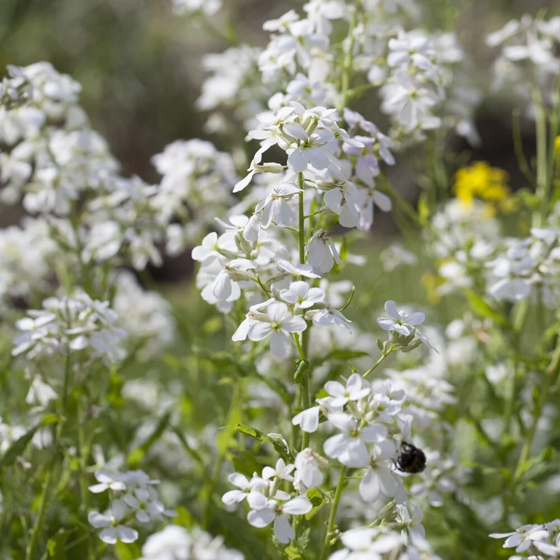 Nachtviole 'Alba'