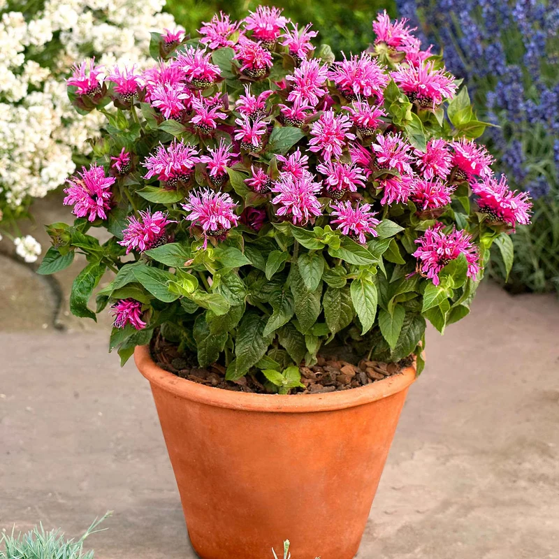 Indianernessel 'Cranberry Lace'