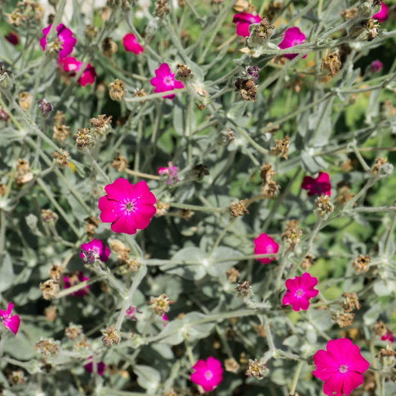 Vexiernelke 'Atrosanguinea'