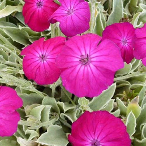 Vexiernelke 'Atrosanguinea'