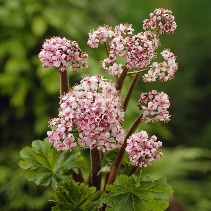 Schildblatt