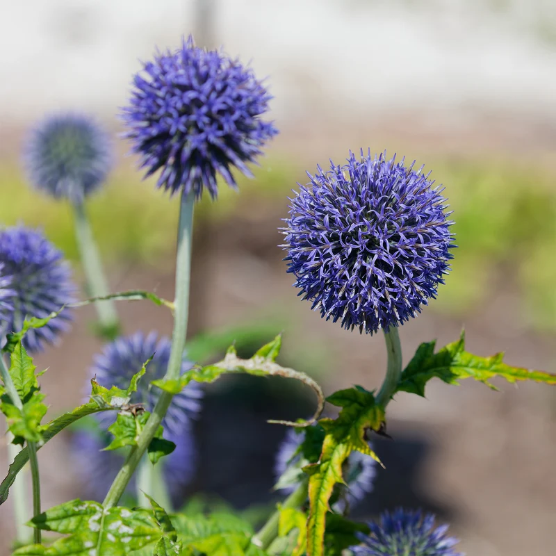 Kugeldistel Blue Globe