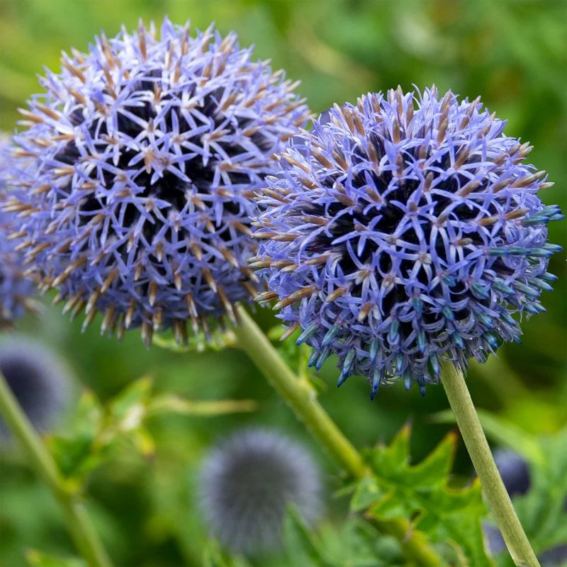 Kugeldistel Blue Globe