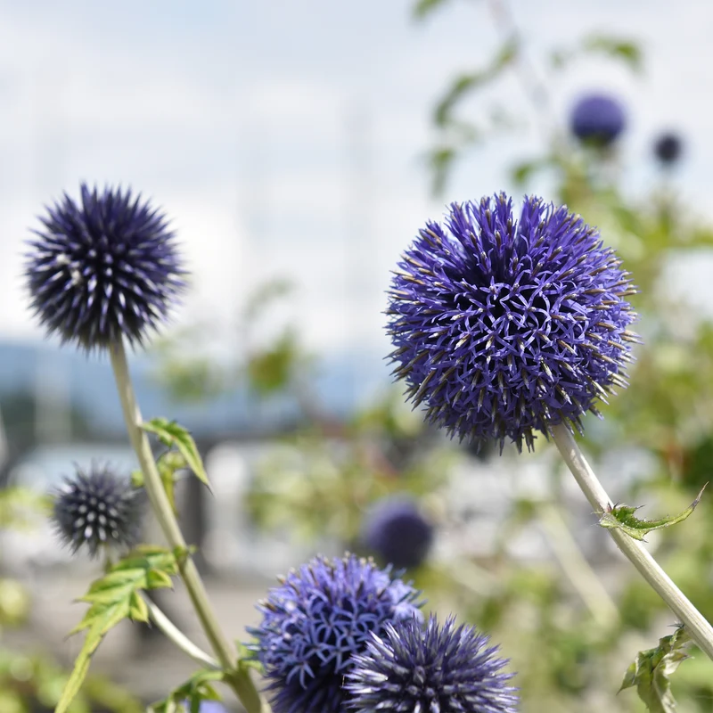 Kugeldistel Blue Globe