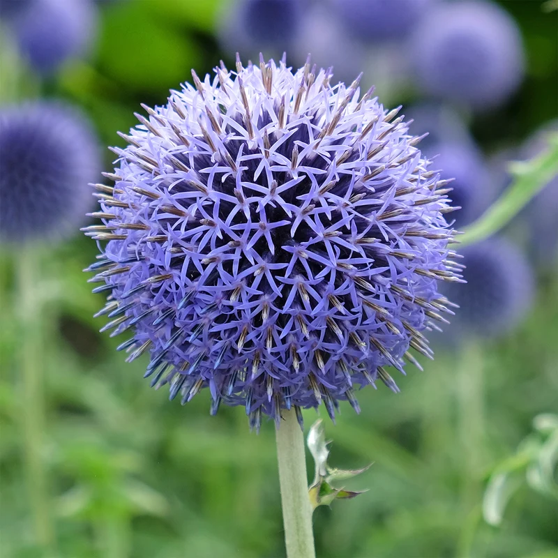 Kugeldistel Blue Globe