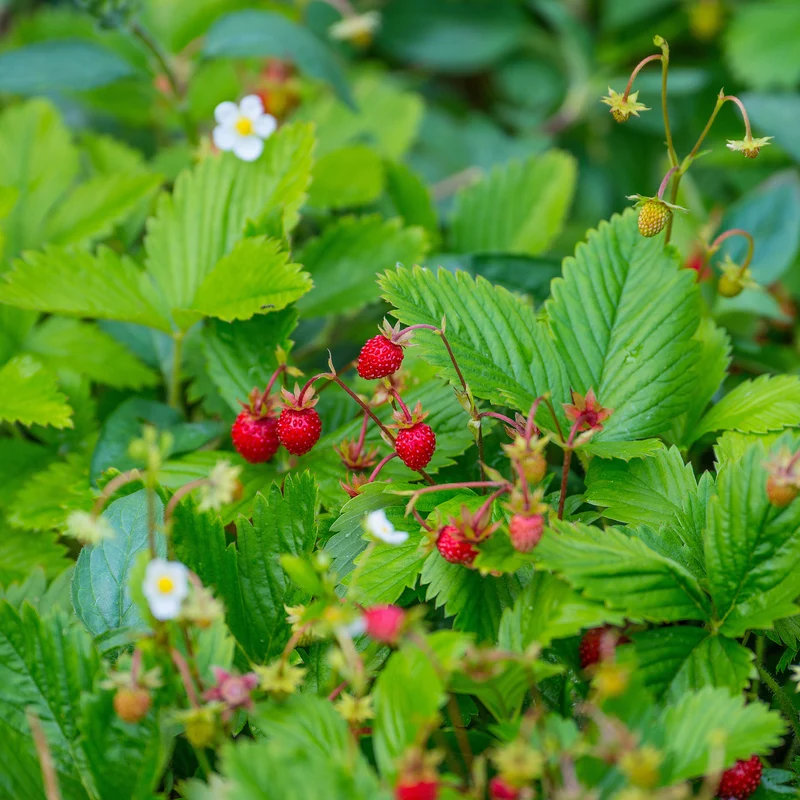 Wald-Erdbeere