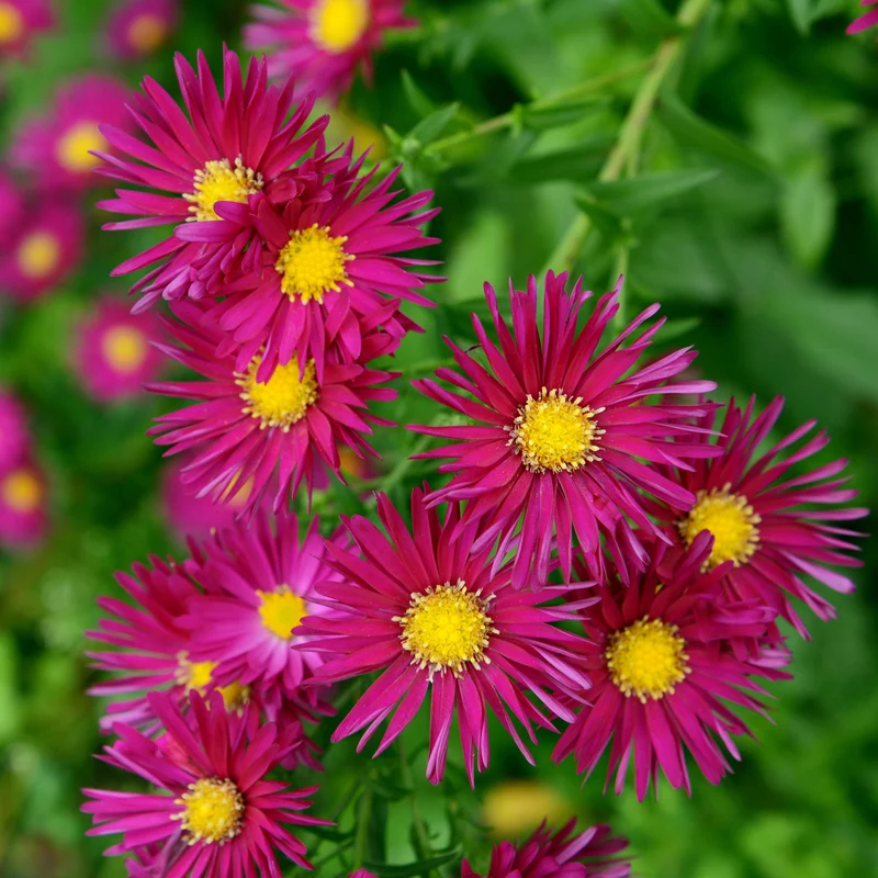 Herbst-Aster ‘Crimson Brocade’