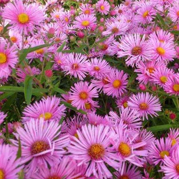Raublatt-Aster Rudelsburg
