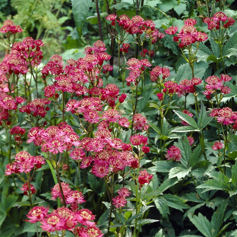 Große Sterndolde Ruby Wedding