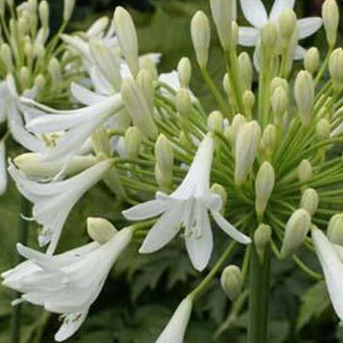 Agapanthus Headbourne White