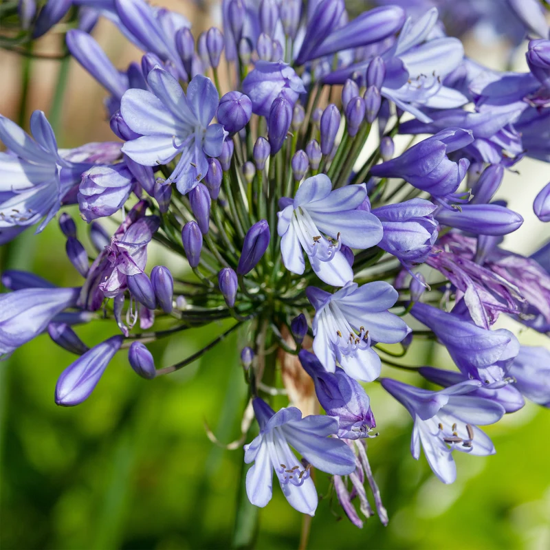 Agapanthus Peter Pan