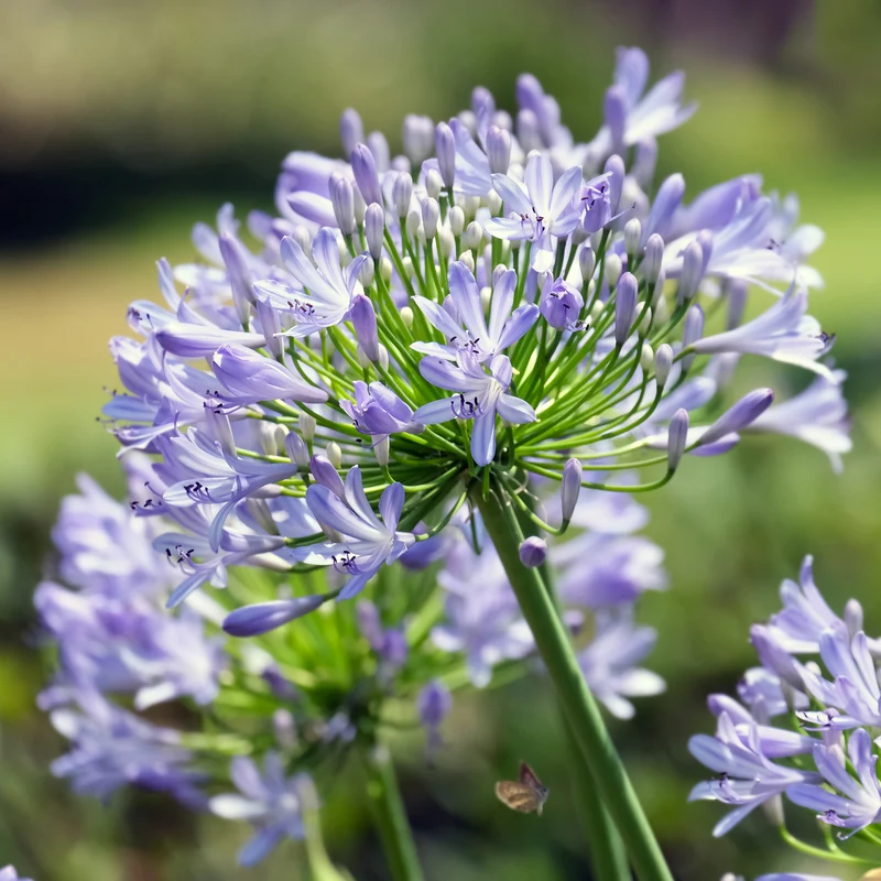 Agapanthus Peter Pan