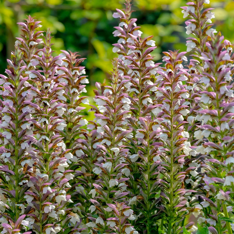 Stachelige Akanthus