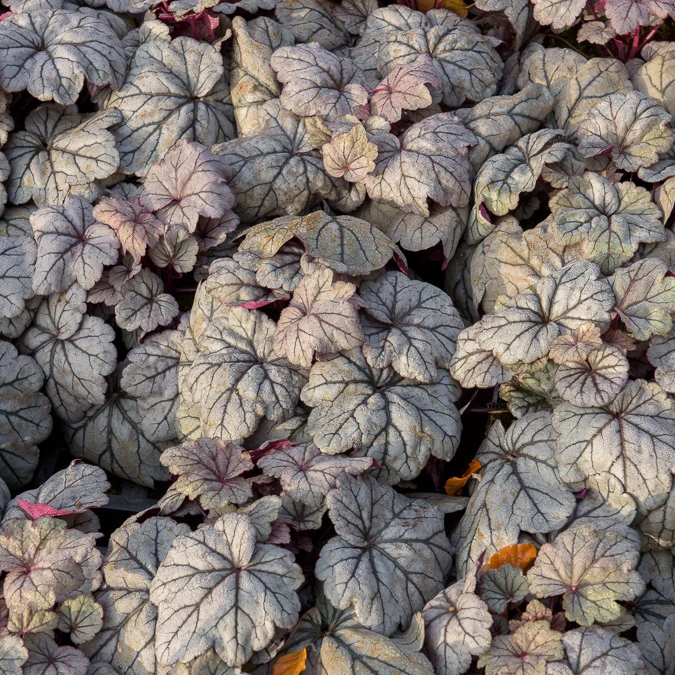 Purpurglöckchen ‘Sugar Plum’