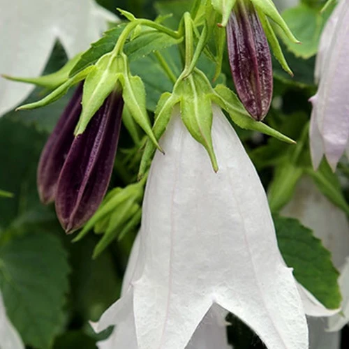 Hybride Glockenblume Iridescent Bells