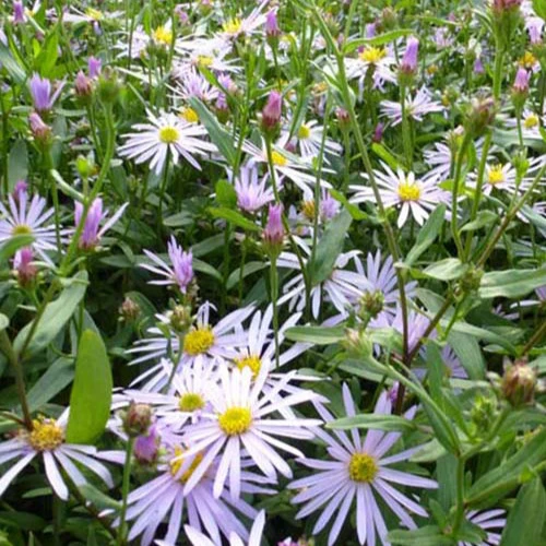 Pyrenäen-Aster ‘Lutetia’