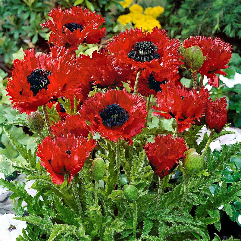 Orientalischer Mohn 'Türkenlouis'