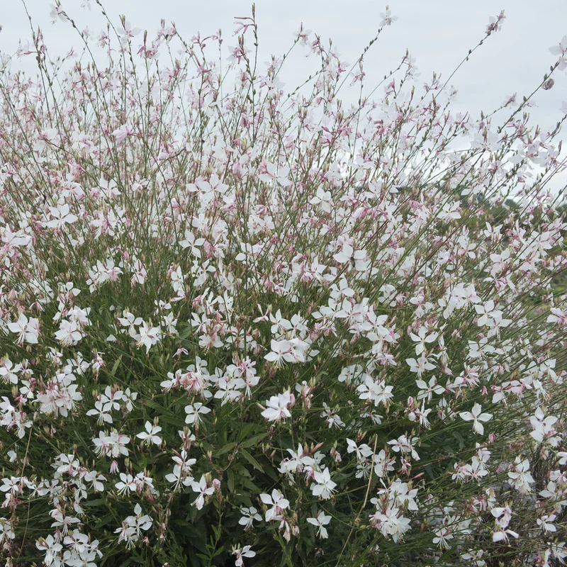 Prachtkerze ‘Short Form’