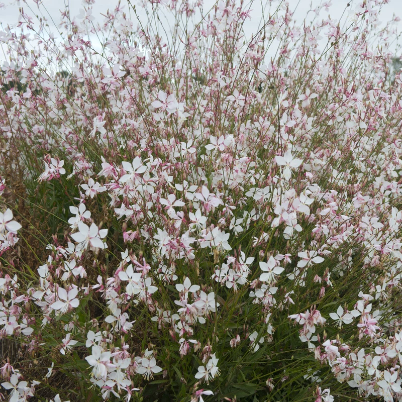 Prachtkerze ‘Short Form’
