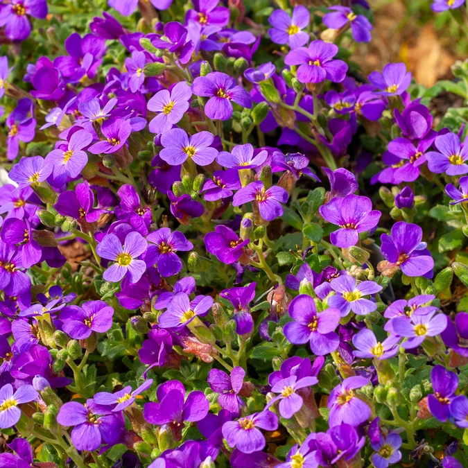 Blaukissen 'Hamburger Stadtpark'