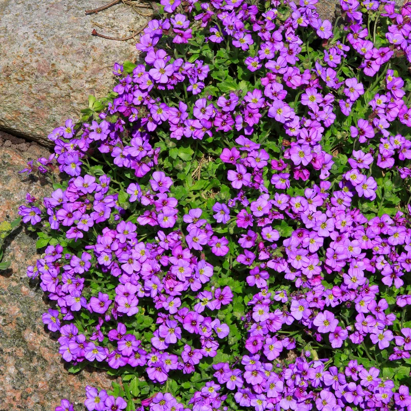 Blaukissen 'Hamburger Stadtpark'
