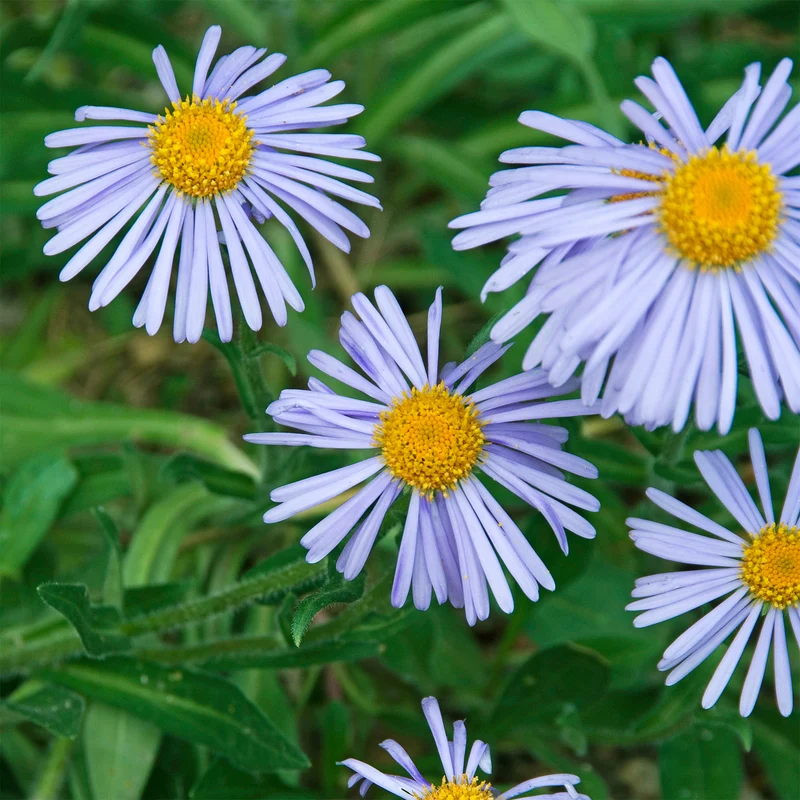 Frühsommer-Aster 'Wartburgstern'