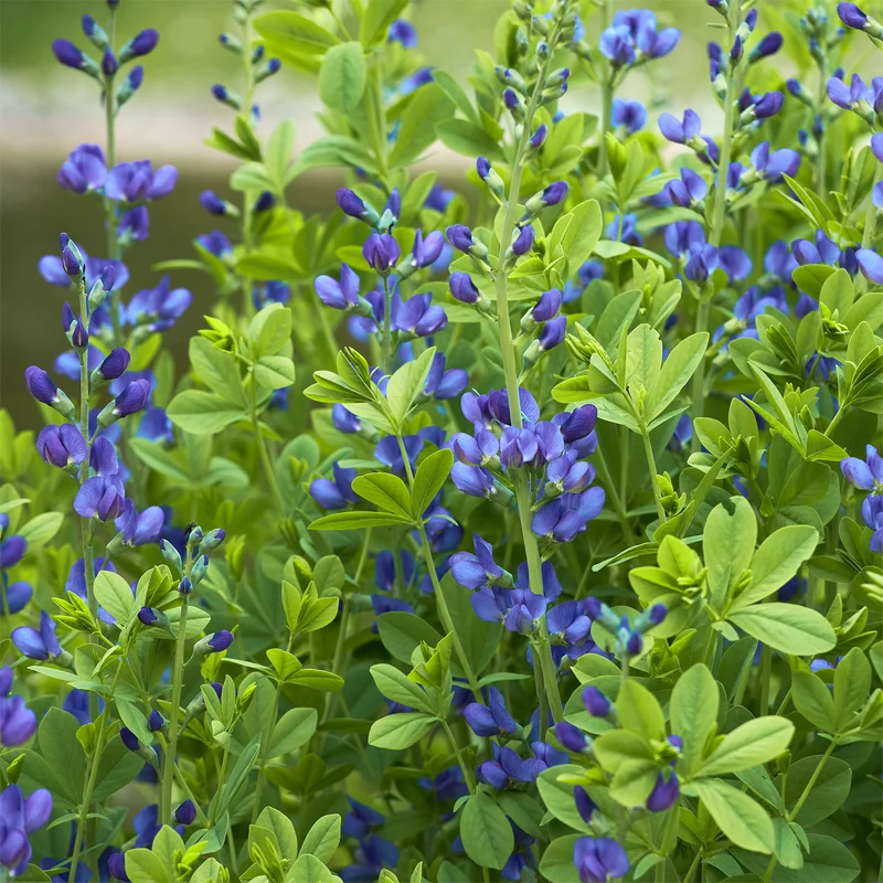 Falscher Indigo