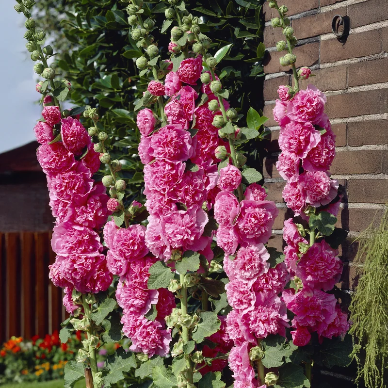 Stockrose Chaters Double Group Pink