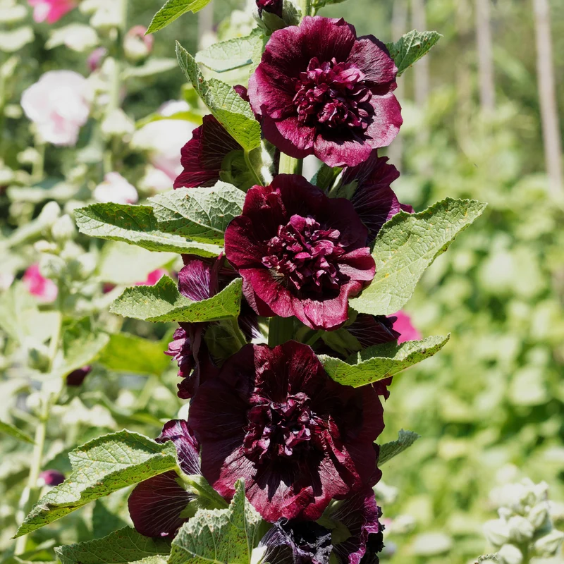 Stockrose gefüllt kastanienbraun