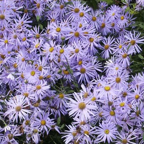 Sommer-Aster 'Mönch'